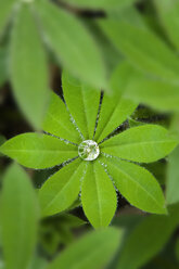 Water drops on lupines - AURF00121