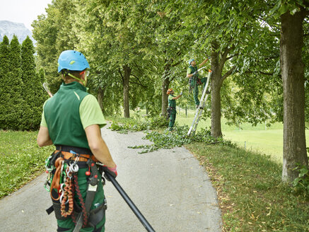 Tree cutters pruning of trees - CVF01051