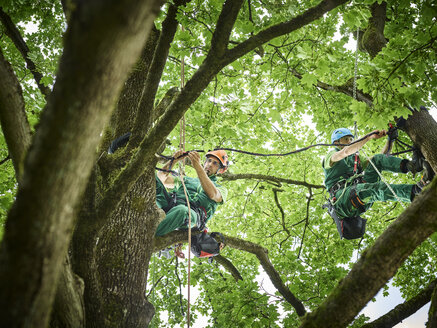Baumfäller hängen an Seilen im Baum - CVF01052
