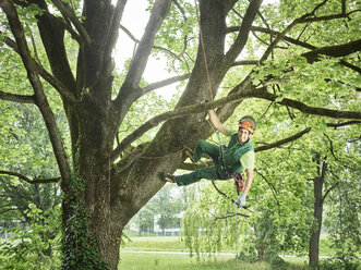 Baumschneider hängt an einem Seil im Baum - CVF01055