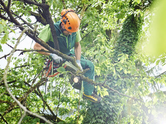 Baumschneider Beschneidung eines Baumes - CVF01059