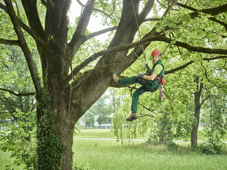 Baumschneider hängt an einem Seil im Baum - CVF01062