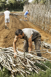 Ein Mann, der ein Bündel Erbsenstöcke trägt, und zwei Kollegen arbeiten an einem Gerüst für Kletterpflanzen in einem Gemüsebeet. - MINF07147