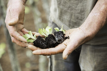 A person holding seedlings with developing root systems in plugs, ready for transplanting. - MINF07150