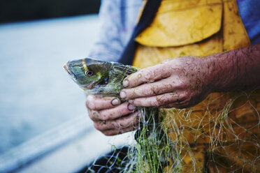 Ein Fischer in gelben Wathosen auf seinem Boot, der einen frisch gefangenen Fisch aus dem Netz zieht. - MINF07188