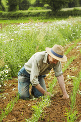 Ein Mann, der sich hinkniet und eine Reihe von kleinen Pflanzen auf einem Feld pflegt. - MINF07366
