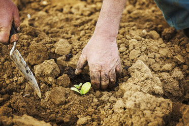 A man bending, using a trowel, planting a small seedling in the soil. - MINF07370