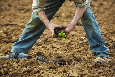Ein Mann beugt sich vor und pflanzt eine kleine Pflanze in die Erde. - MINF07371