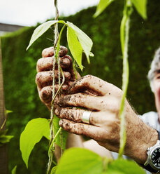 Close up of muddy hands. A gardener tying up runner bean plants to support. - MINF07392