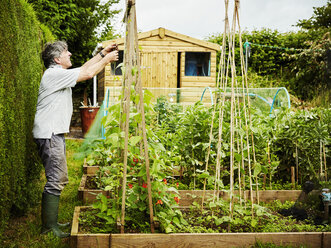 Ein Mann arbeitet in seinem Garten und befestigt Kletterbohnenpflanzen und -triebe an Pfählen. - MINF07393