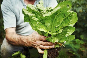 A gardener holding up a freshly picked lettuce. - MINF07394