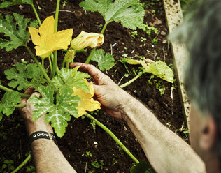 Ein Gärtner arbeitet in einem Gemüsebeet und bückt sich, um Zucchini mit gelben Blüten zu pflücken. - MINF07395