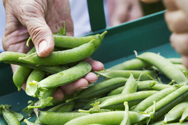 A person holding a handful of fresh picked garden pea pods. - MINF07434