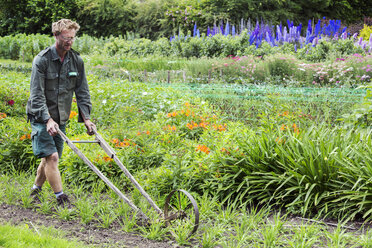 Ein Mann hackt mit einer Radhacke zwischen Reihen von kleinen Blumenpflanzen in einem Garten. - MINF07440