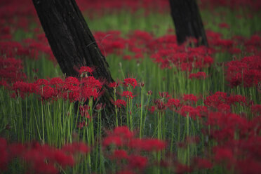 Nahaufnahme eines Feldes mit leuchtend roten Higanbana Equinox-Blüten. - MINF07451