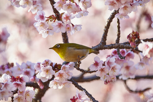Nahaufnahme des Japanischen Weißauges, Zosterops japonicus, eines Vogels, der zwischen den Kirschblüten auf einem Baumzweig sitzt. - MINF07457