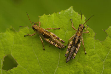 Nahaufnahme von zwei braunen Grillen, Insekten mit brauner und gelber Zeichnung auf einem Blatt. - MINF07459