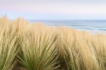 Close up of grass on dunes on the coast in Andalusia, Spain. - MINF07471