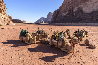 Eine Gruppe von Kamelen ruht sich in der Wüste Wadi Rum im Süden Jordaniens aus. - MINF07503