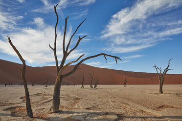 Bare trees standing in front of a sand dune. - MINF07608