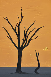 Kahle Bäume vor einer Sanddüne. - MINF07609
