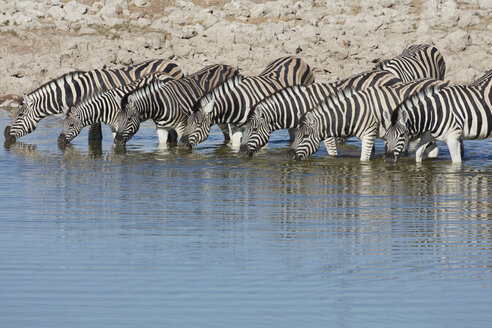 Burchell's Zebra, Equus quagga burchellii, steht an einer Wasserstelle und trinkt. - MINF07611