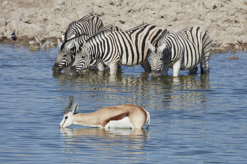 Antidorcas marsupialis, Springbock, Burchell's Zebra, Equus quagga burchellii, - MINF07612