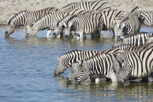 Burchell's Zebra, Equus quagga burchellii, steht an einer Wasserstelle und trinkt. - MINF07613