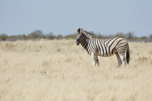 Ein Burchell-Zebra, Equus quagga burchellii, steht im Grasland. - MINF07614