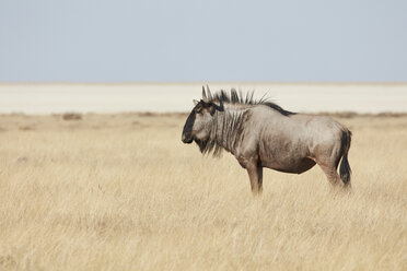 Ein Gnu oder Blaues Gnu, Connochaetes taurinus, steht im Grasland. - MINF07615