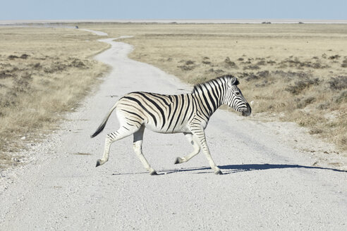 Ein Burchell-Zebra, Equus quagga burchellii, überquert eine Straße im Grasland. - MINF07616