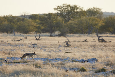 Fledermausohr-Fuchs, Otocyon megalotis, bei der Wanderung durch Grasland. - MINF07617