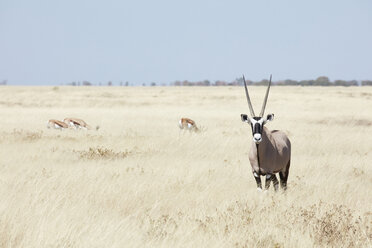 Ein Gemsbock, Gemsbock, Oryxgazelle mit erhobenem Kopf, stehend im Grasland. - MINF07618