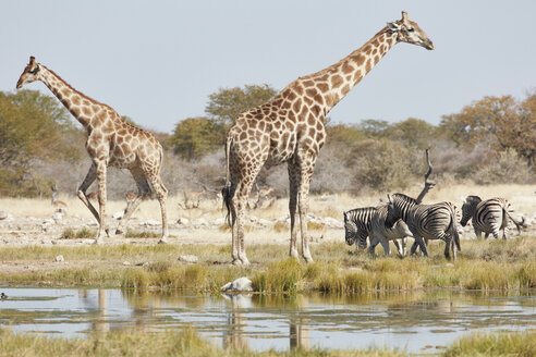 Angolanische Giraffen, Giraffa giraffa angolensis, und Burchell's Zebra, Equus quagga burchellii, stehen im Grasland in der Nähe einer Wasserstelle. - MINF07619