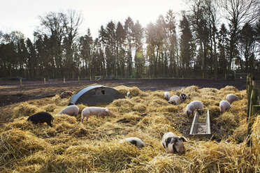 Gloucester Old Spot-Schweine in einem Freilandstall mit frischem Stroh und Metallbögen als Unterstand. - MINF07665