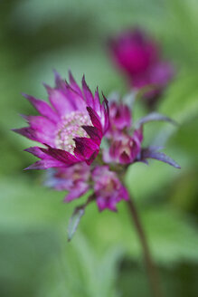 Nahaufnahme einer Blüte mit leuchtend rosa Blütenblättern. - MINF07667