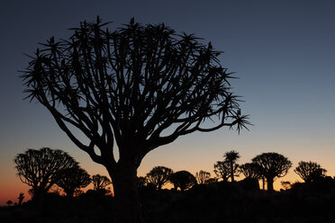 Hohe afrikanische Baobab-Bäume, Köcherbäume, Adansonia, Silhouetten in der Abenddämmerung in Keetmanshoop. - MINF07680