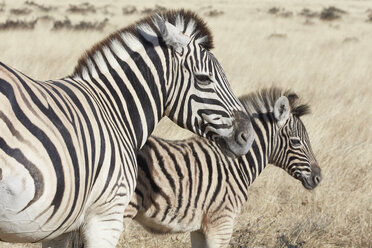 Zwei Burchell's Zebras, Equus quagga burchellii, ein erwachsenes Tier und ein Fohlen, stehen im Grasland. - MINF07685