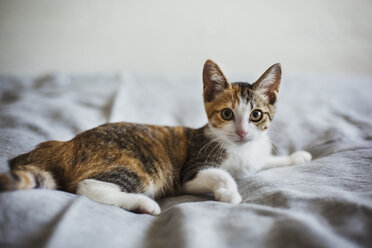 Nahaufnahme einer Kattun-Katze mit weißen, roten und schwarzen Flecken, die auf einem Bett liegt. - MINF07704