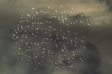 Abstract of starlings flying across overcast sky. - MINF07779