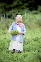 Elderly woman with grey hair standing in a garden, holding basket with fresh vegetables, smiling at camera. - MINF07868