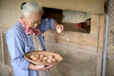 Elderly woman with grey hair standing in a chicken house, holding basket, collecting fresh eggs. - MINF07870