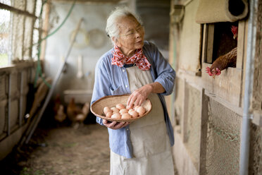 Elderly woman with grey hair standing in a chicken house, holding basket, collecting fresh eggs. - MINF07871