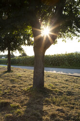 Baum an Straße, Sonnenblumenfeld in der Abendsonne - LVF07387