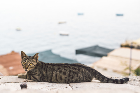 Malta, Valletta, Katze an der Wand liegend, lizenzfreies Stockfoto