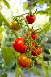 Organic tomatoes in garden - NDF00780