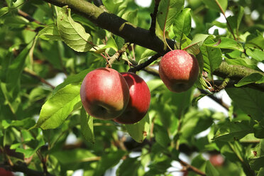 Deutschland, Reife rote Äpfel am Baum, Nahaufnahme - JTF01032