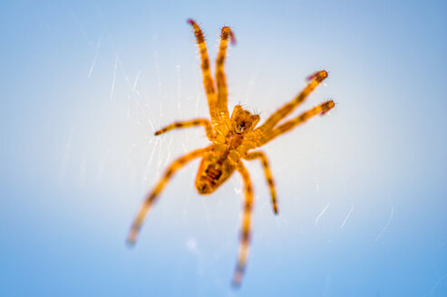 Kreuzspinne, Araneus, Unterseite, blauer Hintergrund - FRF00705