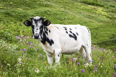 Eine Kuh mit einem weiß-schwarz gefleckten Fell steht auf einer Wiese mit Wildblumen, Georgia. - MINF08025