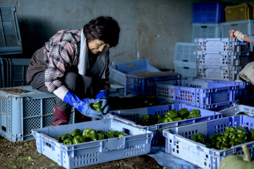 Woman with black hair wearing checkered shirt sitting on blue plastic crate, sorting freshly picked green peppers. - MINF08447